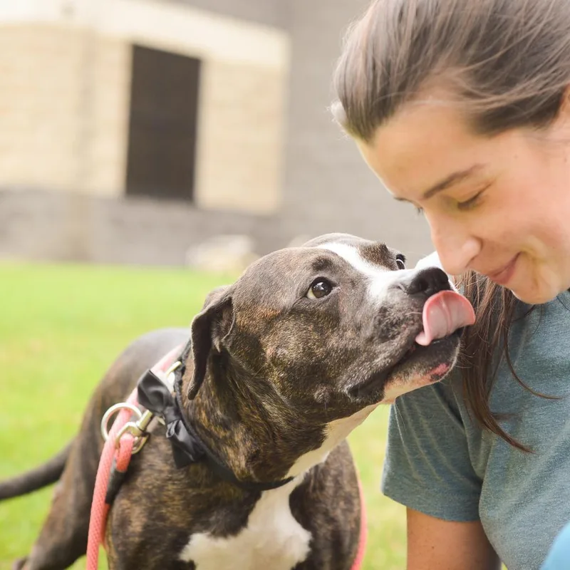 Black Beauty thumbnail 4