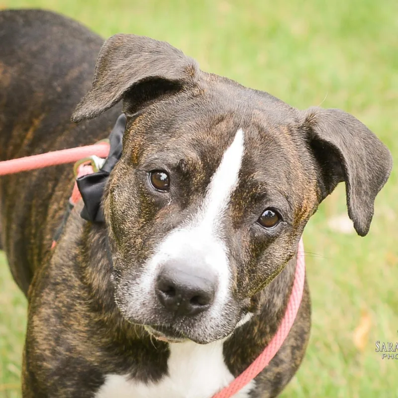 Black Beauty thumbnail 5