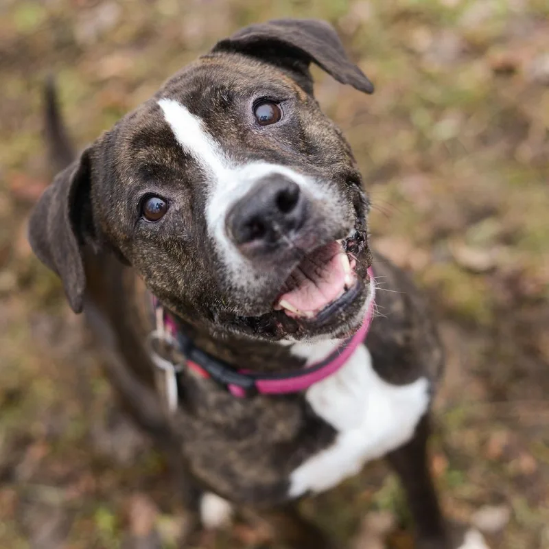 Black Beauty thumbnail 6