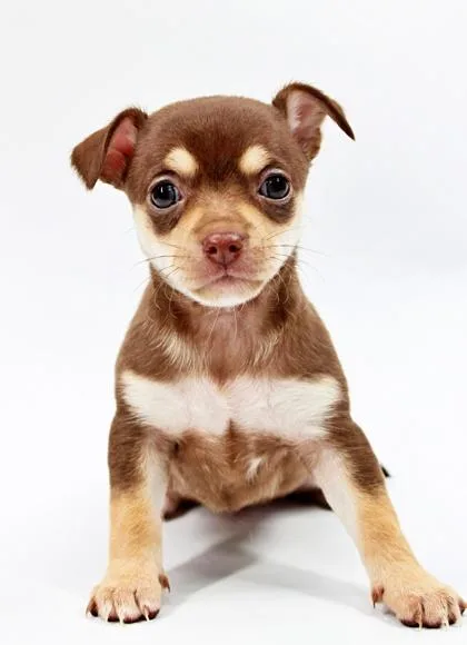 A baby small-sized female Chihuahua dog named Davina for adoption in Morton Grove, IL