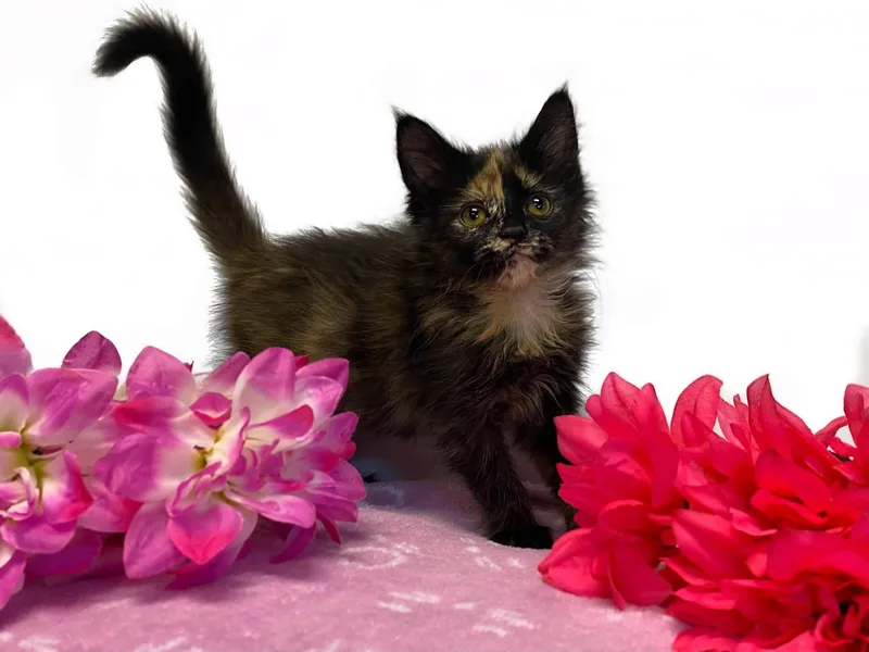 A baby medium-sized female Tortoiseshell Domestic Medium Hair cat named Clementine for adoption in Graham, WA
