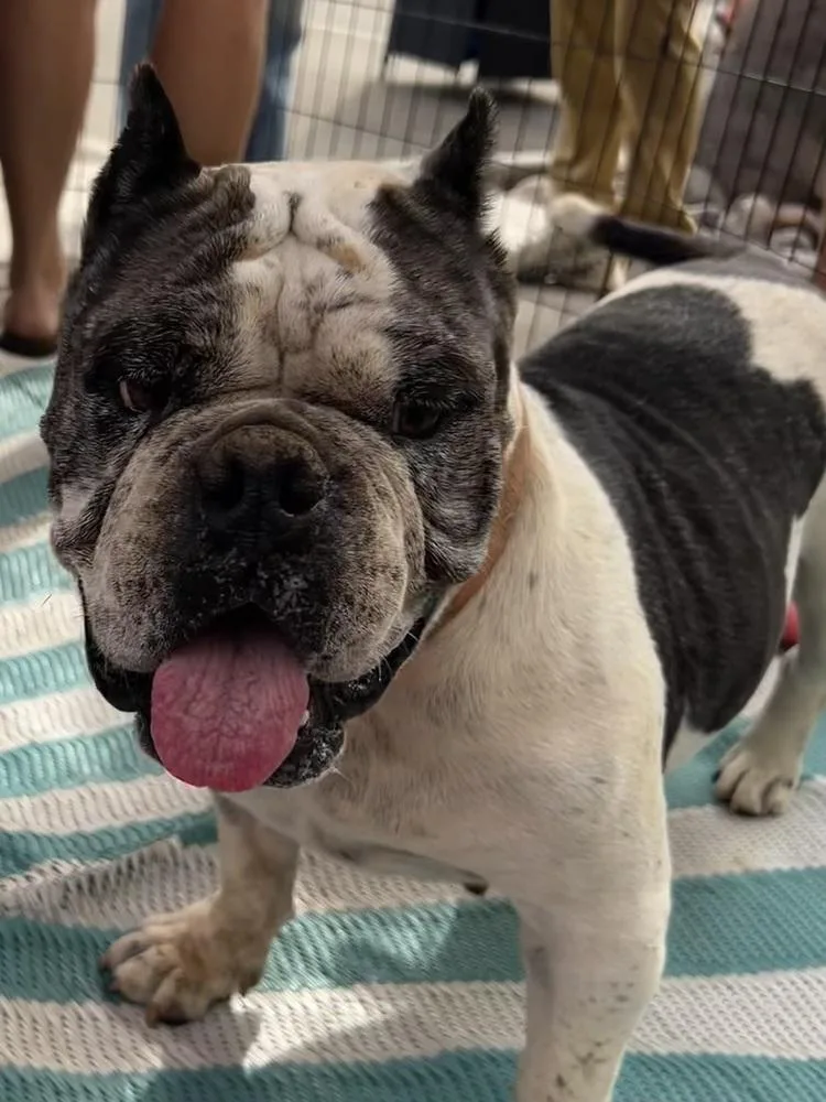 A young medium-sized female American Bulldog dog named Stella for adoption in Bonita, CA