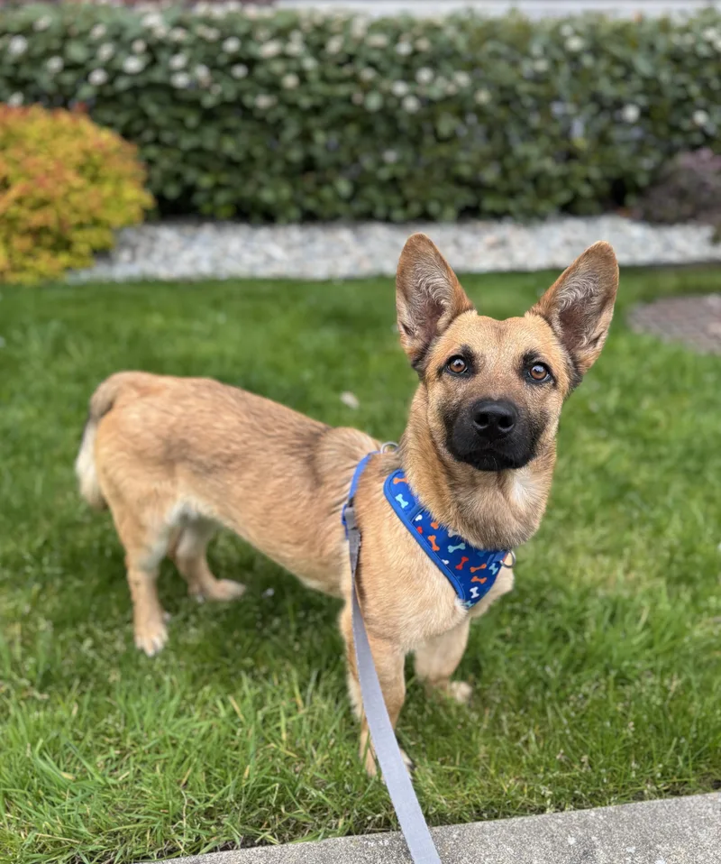 A young medium-sized male Yellow / Tan / Blond / Fawn Corgi dog named Speedy for adoption in lynnwood , WA