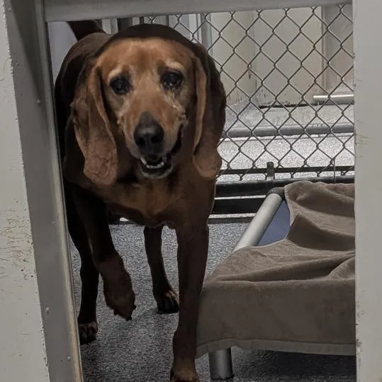 A senior large-sized male Red / Chestnut / Orange Hound dog named Lenny for adoption in Greenville, SC