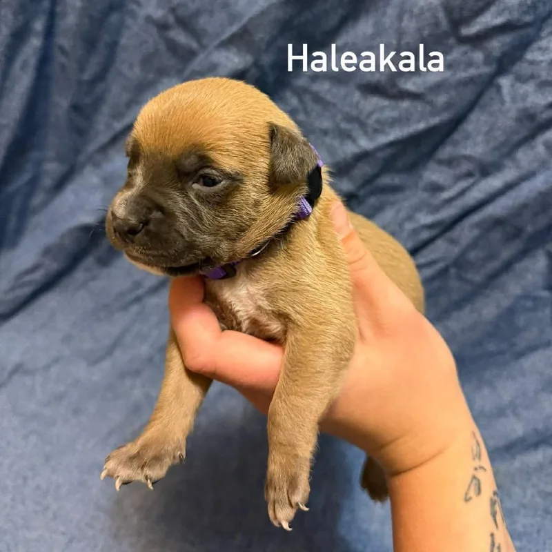 Haleakala