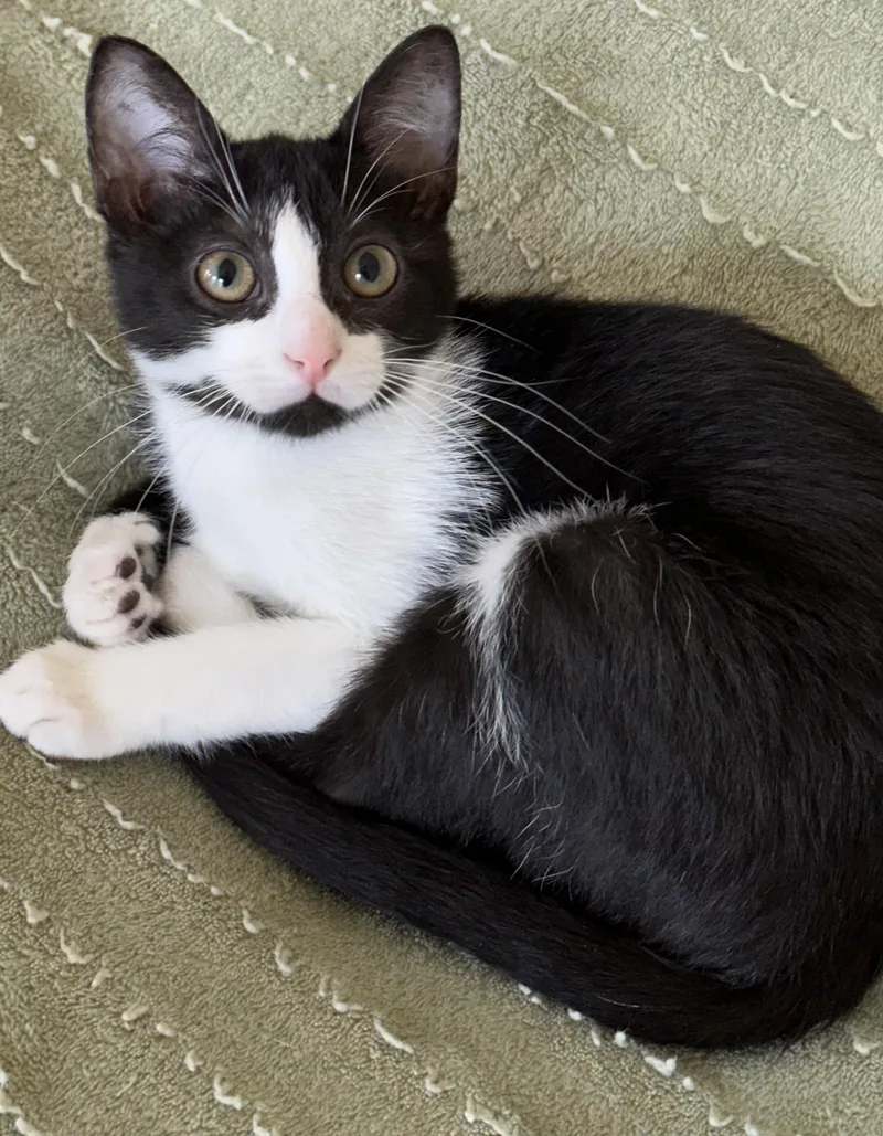 A baby small-sized female Black & White / Tuxedo Tuxedo cat named Nellie  North Conroe for adoption in Spring, TX