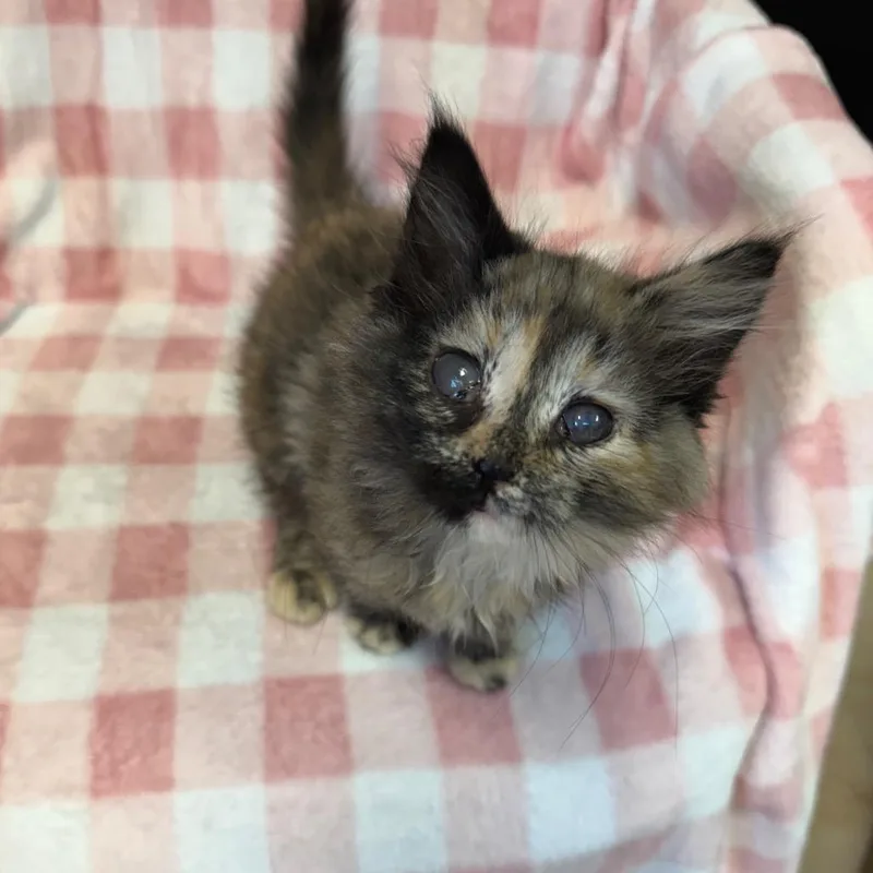 A baby small-sized female Tortoiseshell Domestic Short Hair cat named Dixie for adoption in Kittanning, PA