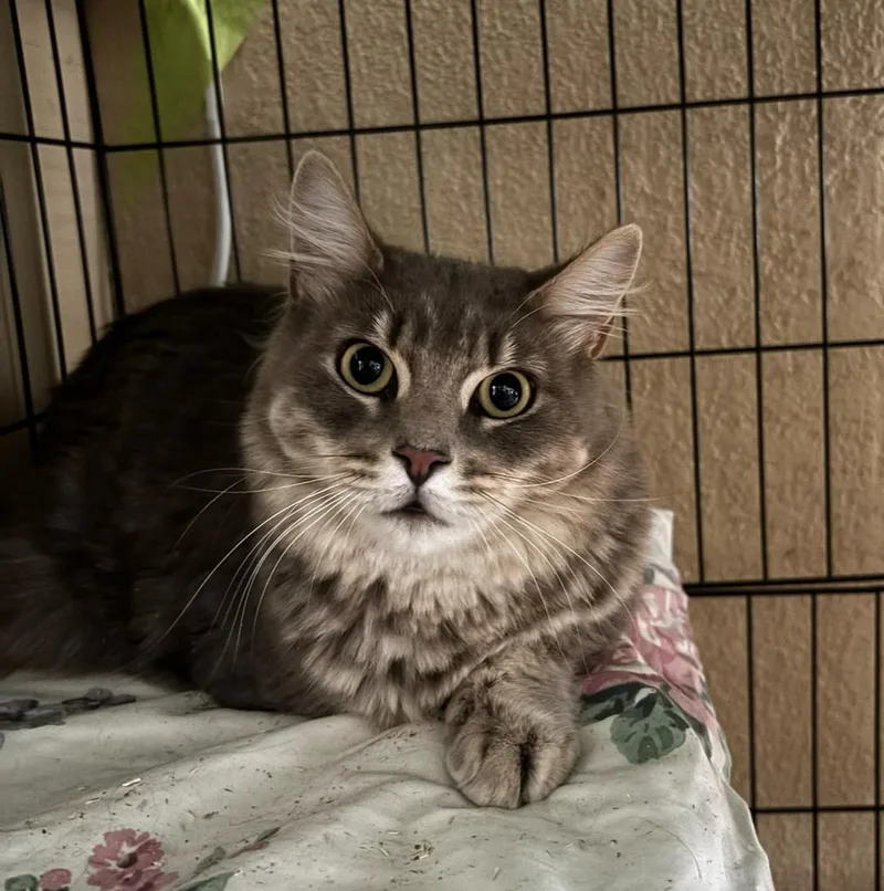 An adult medium-sized male Tabby (Gray / Blue / Silver) Domestic Medium Hair cat named Cinder for adoption in Statesboro, GA