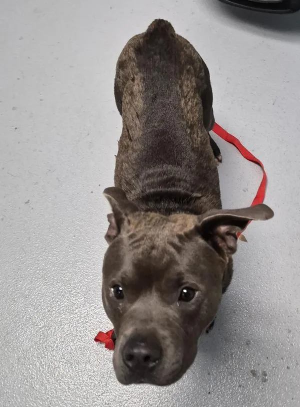 A young large-sized male American Staffordshire Terrier dog named Pen for adoption in Lawrenceville, GA