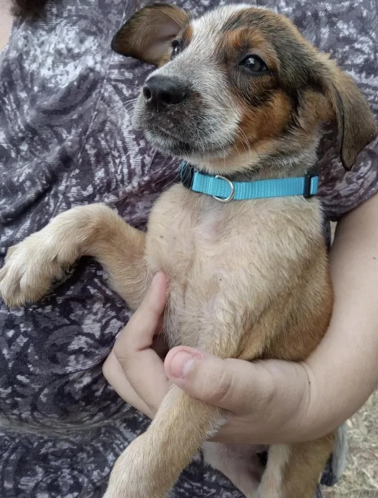 A baby large-sized male Black Mouth Cur dog named Zeus for adoption in McKinney, TX