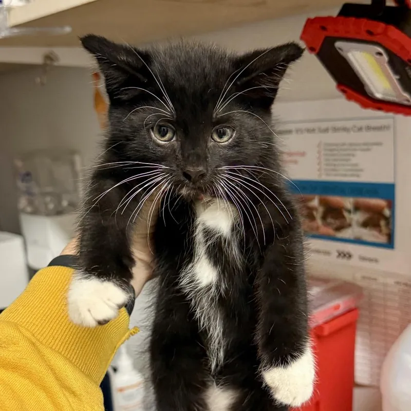 A baby small-sized male Black Domestic Short Hair cat named Licorice for adoption in Medina, OH