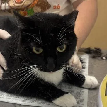 An adult medium-sized female Black Domestic Short Hair cat named Salmon for adoption in Jacksonville, FL