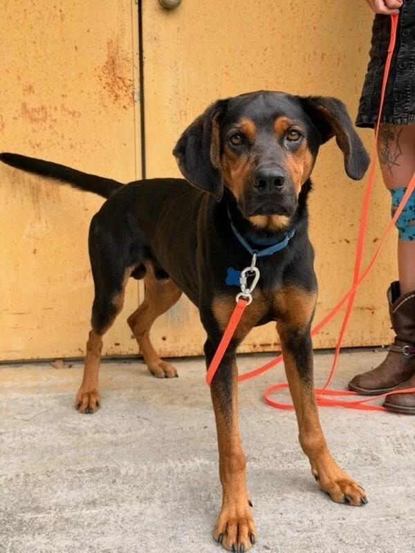 An adult medium-sized male Coonhound dog named Poe for adoption in Muskegon, MI