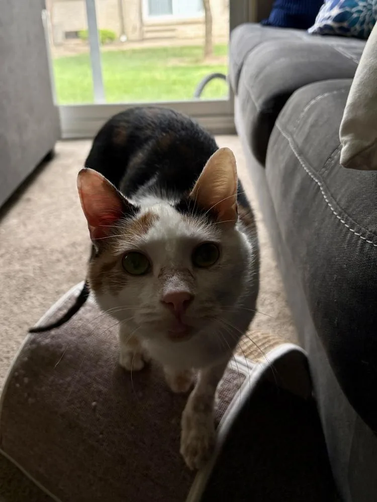 An adult medium-sized female Calico cat named Oakley for adoption in Ferndale, MI