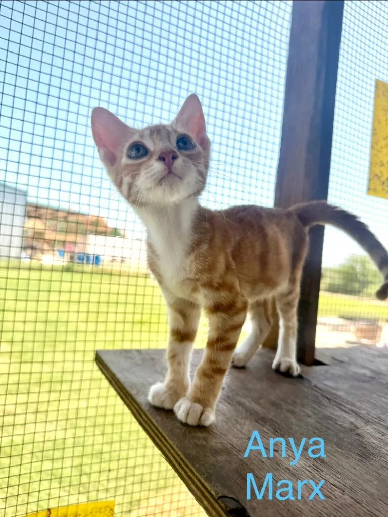 Anya Marx