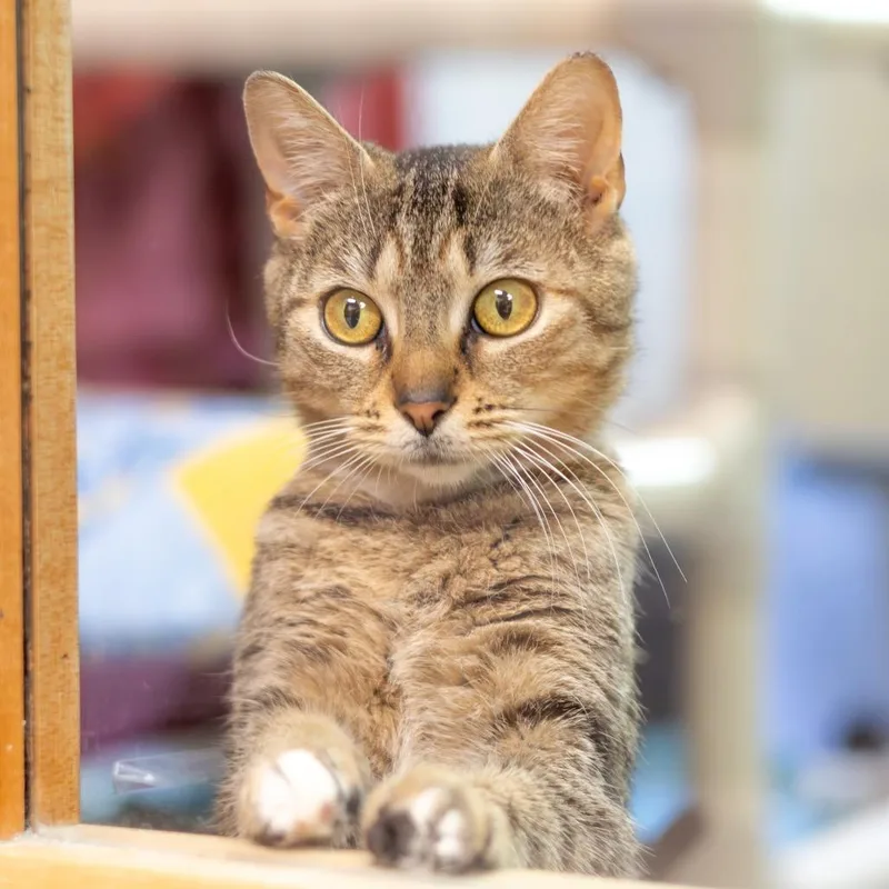 A young medium-sized female Brown / Chocolate Domestic Short Hair cat named Loony for adoption in Newark, DE