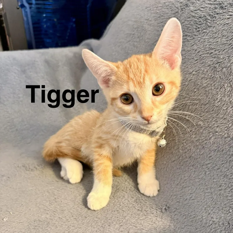 A baby small-sized male Domestic Short Hair cat named Tigger for adoption in Mesa, AZ