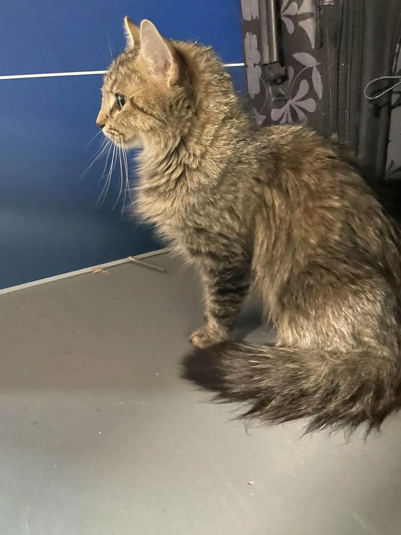 A young medium-sized female Tabby (Brown / Chocolate) Domestic Long Hair cat named Cindy for adoption in Munfordville, KY
