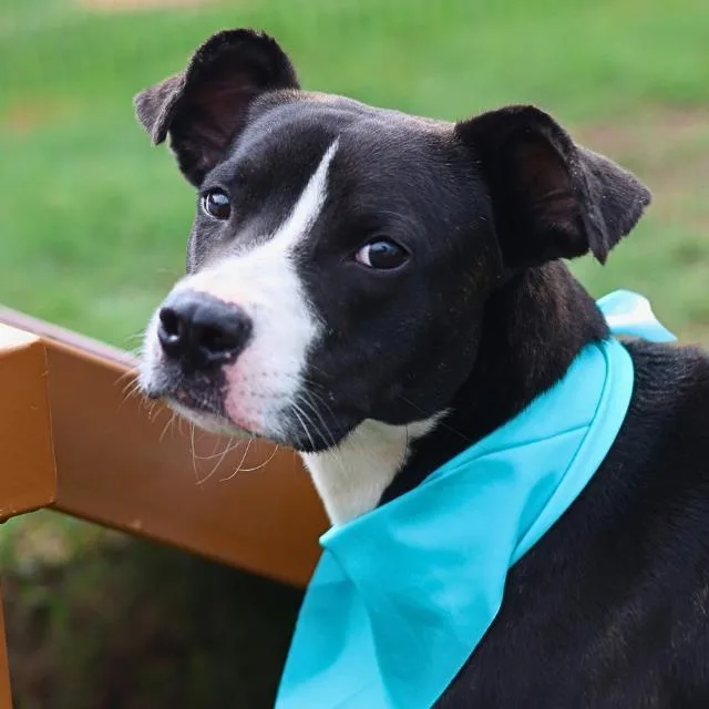 A young medium-sized male Terrier dog named Lenny for adoption in San Antonio, TX