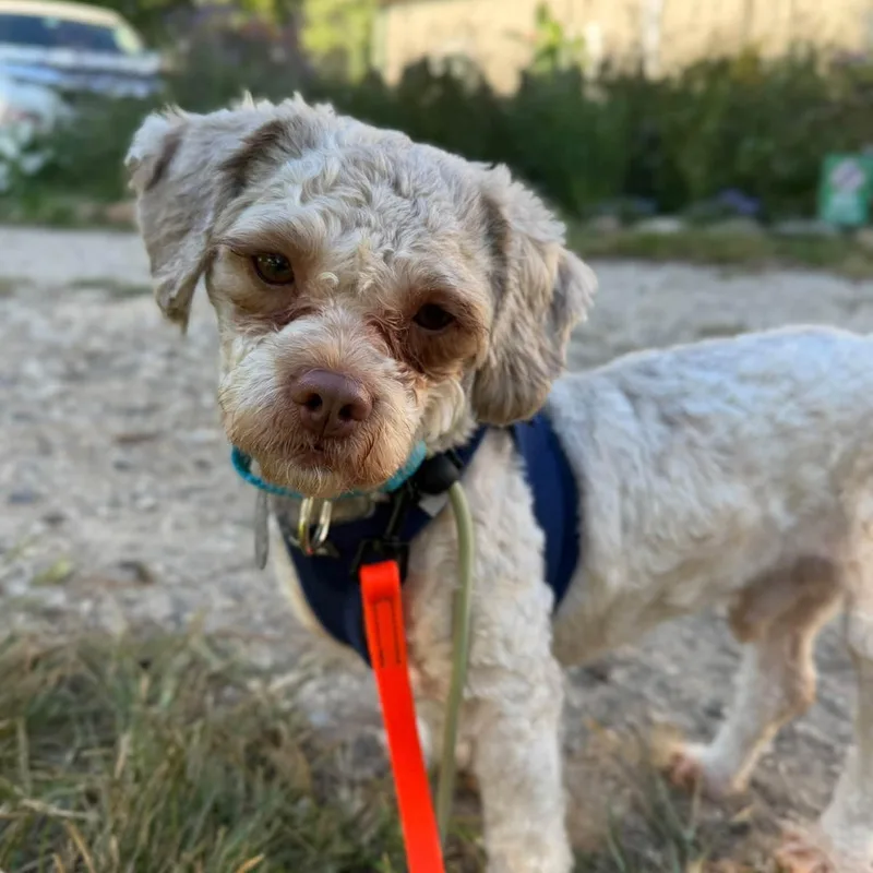 An adult small-sized male Shih Tzu dog named Rye for adoption in Phoenixville, PA