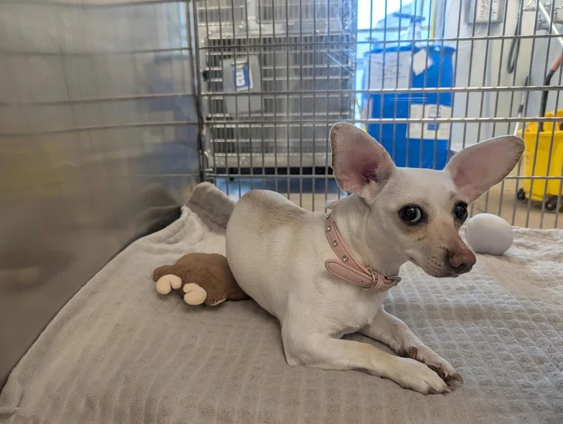 A young small-sized female Dachshund dog named Lexie for adoption in Austin, TX