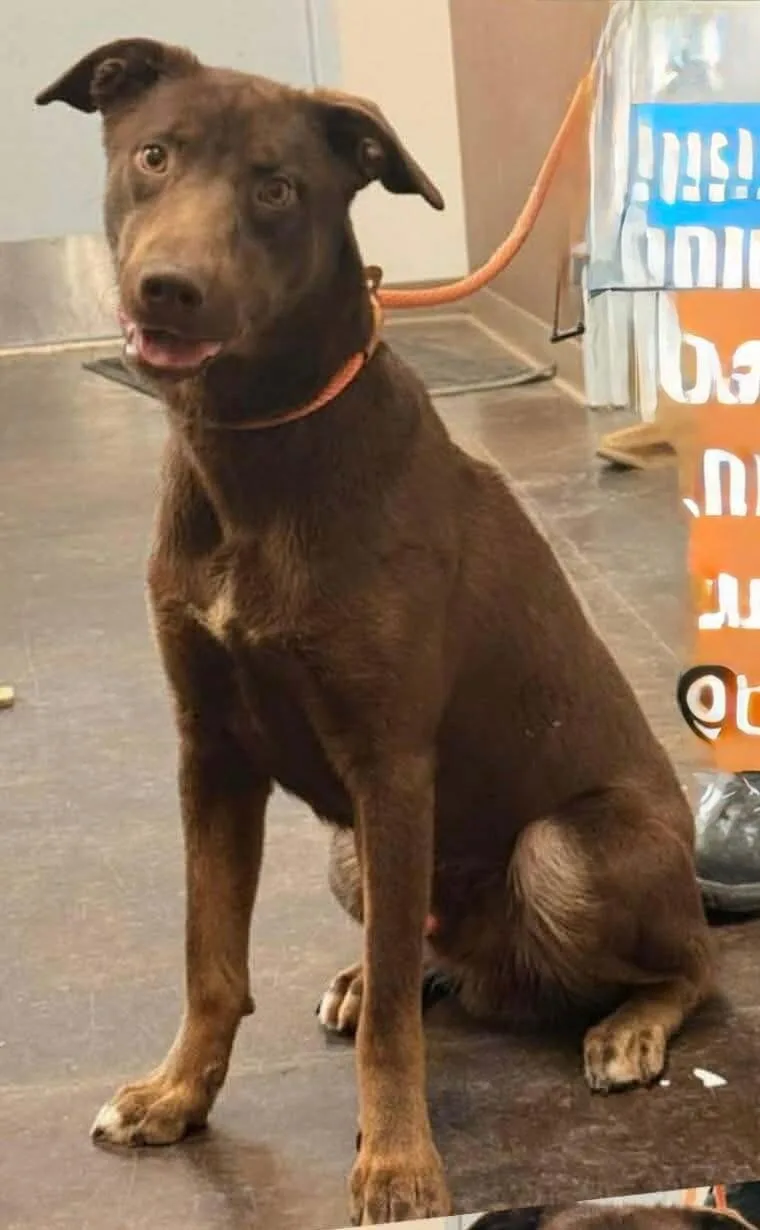 An adult medium-sized male Brown / Chocolate Mixed Breed dog named Reese for adoption in Fort Collins, CO