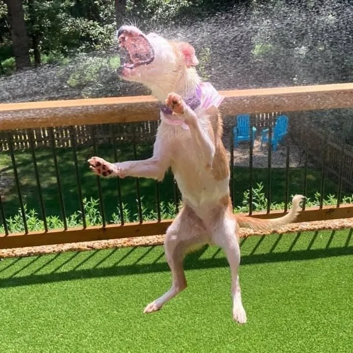 Mary Jane thumbnail 4