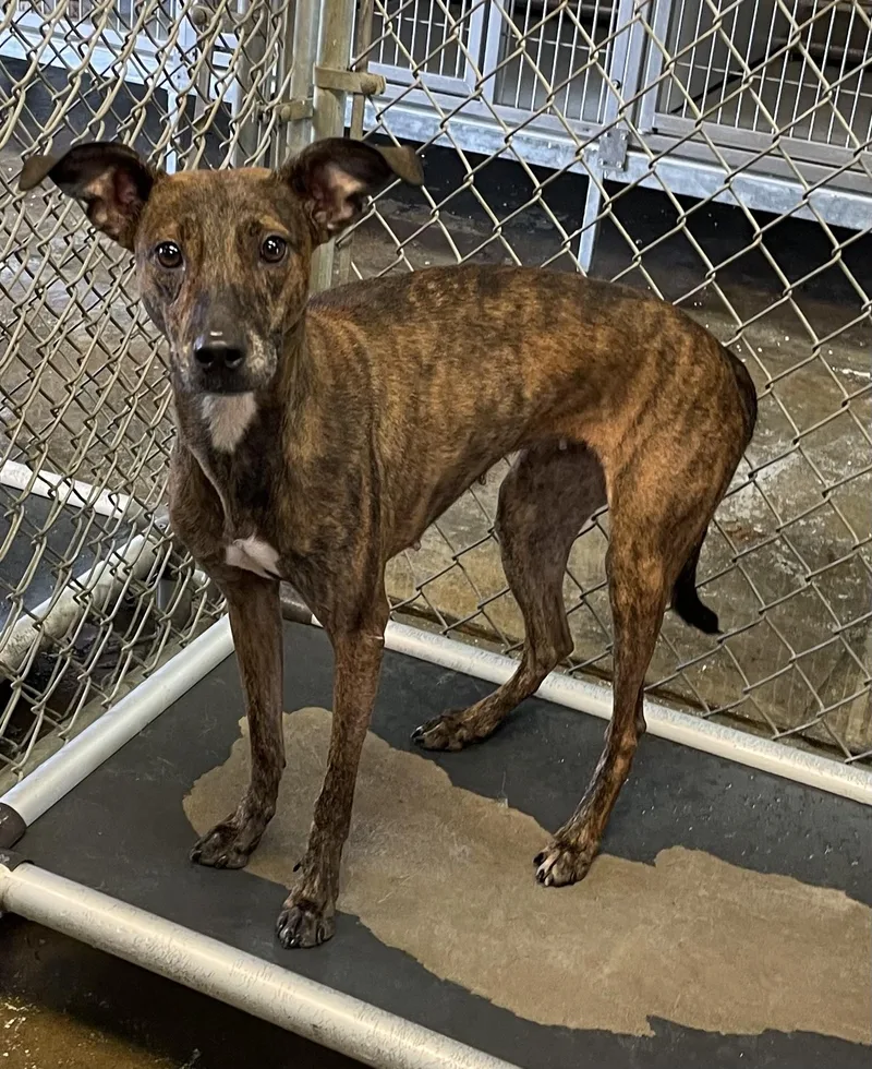 A young medium-sized female Brindle Whippet dog named Iris HOLD for adoption in Canton, OH