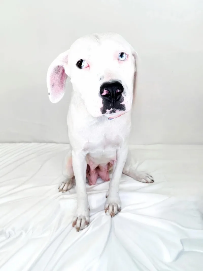 An adult medium-sized female White / Cream Catahoula Leopard Dog dog named Colbie for adoption in Bixby, OK