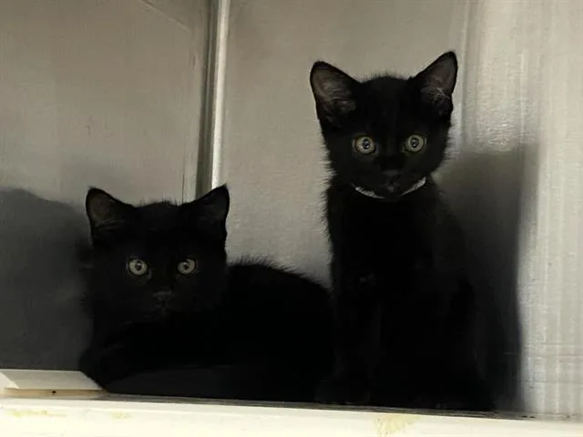 A baby small-sized male Domestic Short Hair cat named Man Ray for adoption in Tustin, CA
