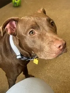 A young medium-sized female Brown / Chocolate Pit Bull Terrier dog named Lanai for adoption in Cleveland, OH
