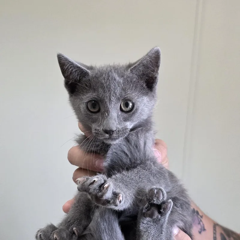 A baby small-sized male Gray / Blue / Silver Domestic Short Hair cat named Earl Grey for adoption in Midland, TX