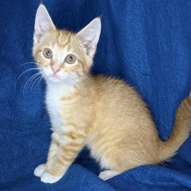 A baby small-sized male Orange / Red Maine Coon cat named Whipped Cream for adoption in Mount Vernon, IL