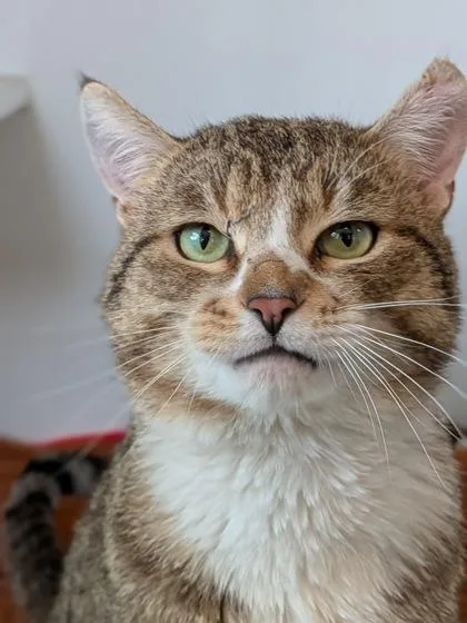A young small-sized male Domestic Short Hair cat named Titan for adoption in Divide, CO