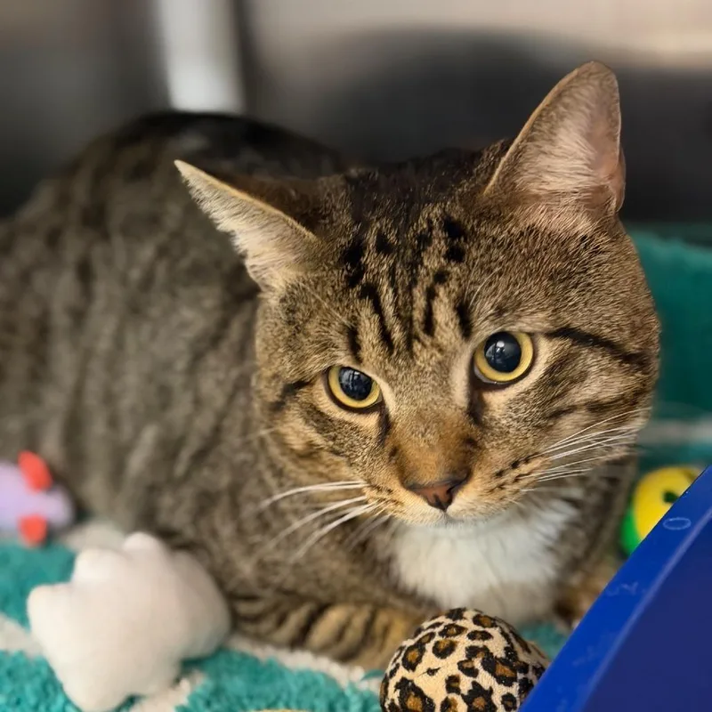An adult large-sized male Domestic Short Hair cat named Beaux for adoption in Cumming, GA