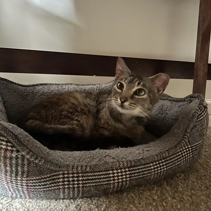 A young medium-sized female Brown / Chocolate Domestic Short Hair cat named Amelia for adoption in Harrisonburg, VA