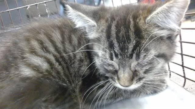 A baby small-sized female Domestic Short Hair cat named Blossom for adoption in Miami, FL