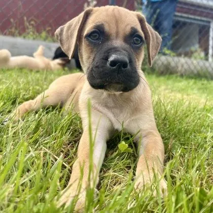 A baby small-sized male Mixed Breed dog named Bangor for adoption in East Montpelier, VT