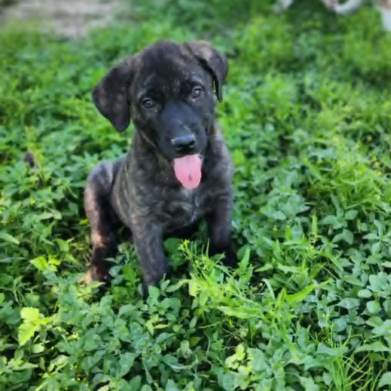 A baby medium-sized female Brindle Shepherd dog named Maui Jum for adoption in Austin, TX