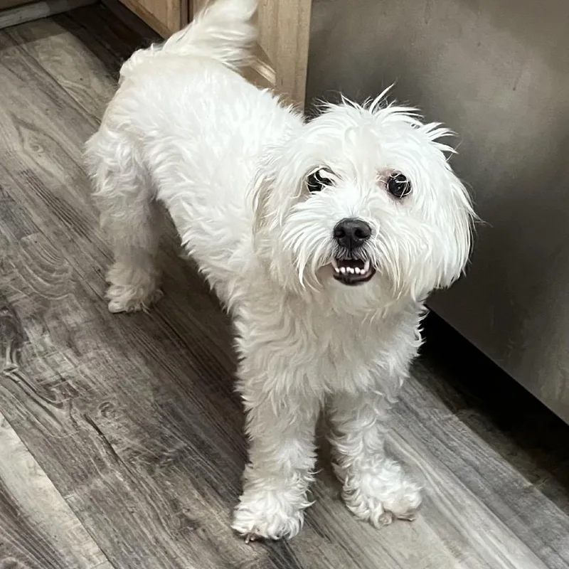 Darla