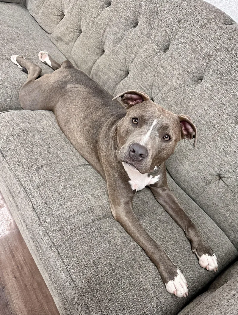 A young medium-sized male Gray / Blue / Silver Pit Bull Terrier dog named Hardy for adoption in Cypress, TX