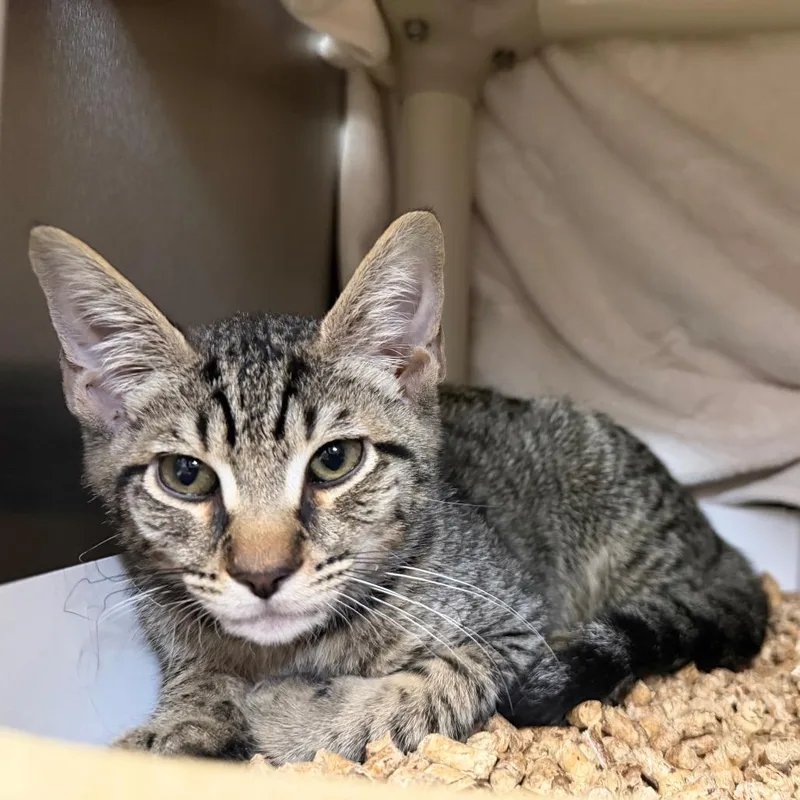 A baby small-sized male Brown / Chocolate Domestic Short Hair cat named MONTStray for adoption in Perkiomenville, PA