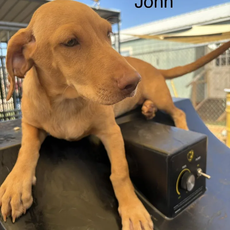 A baby medium-sized male White / Cream Labrador Retriever dog named John for adoption in Austin, TX