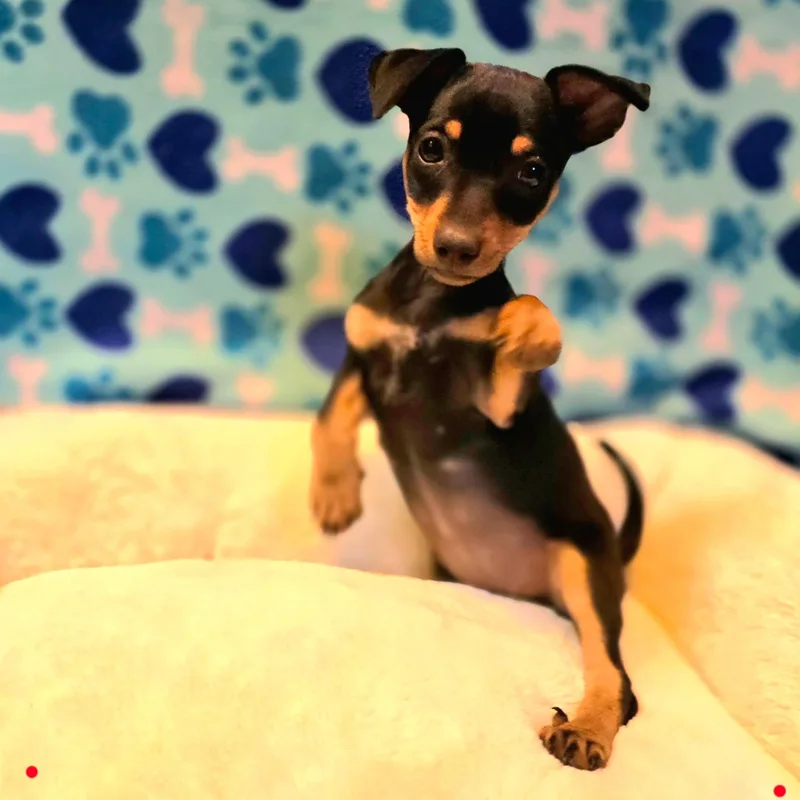 A baby small-sized female Black Chiweenie dog named Rachel for adoption in Hayward, CA