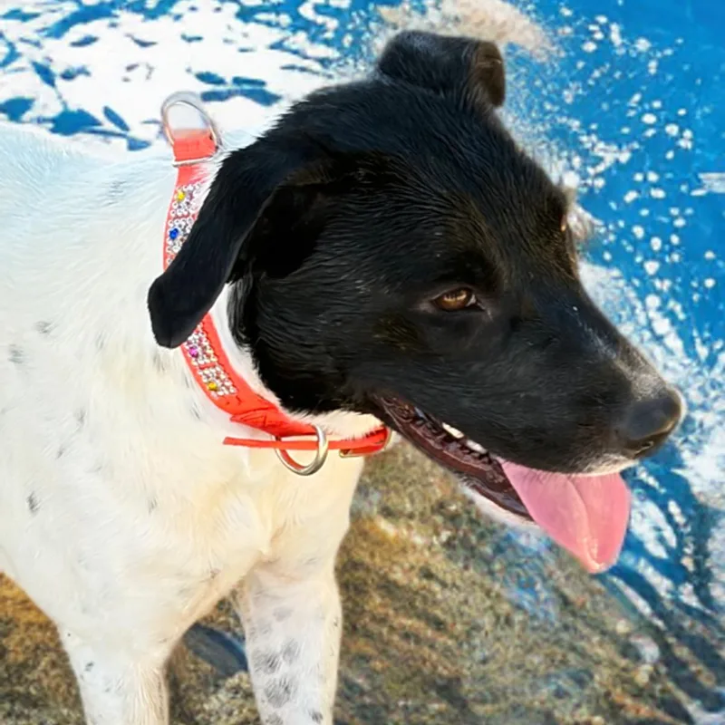 An adult medium-sized female Cattle Dog dog named Jen for adoption in Kingman, AZ