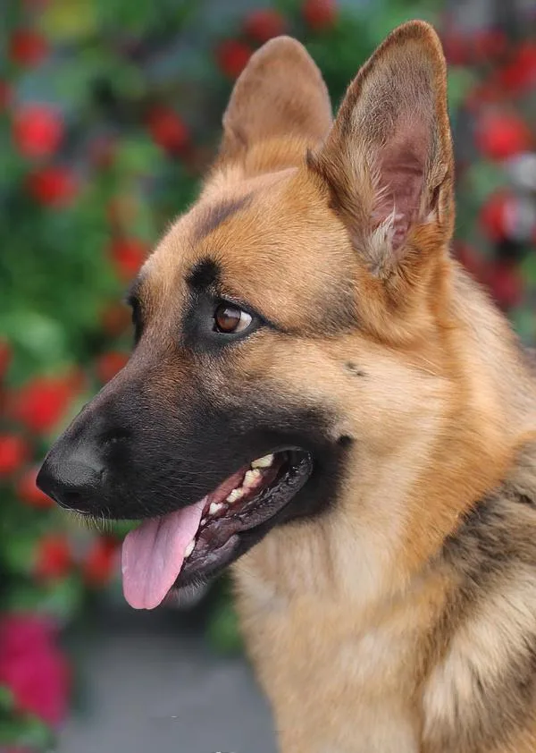 Saturn Von Selbitz thumbnail 2