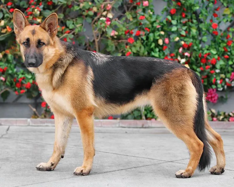 Saturn Von Selbitz thumbnail 3