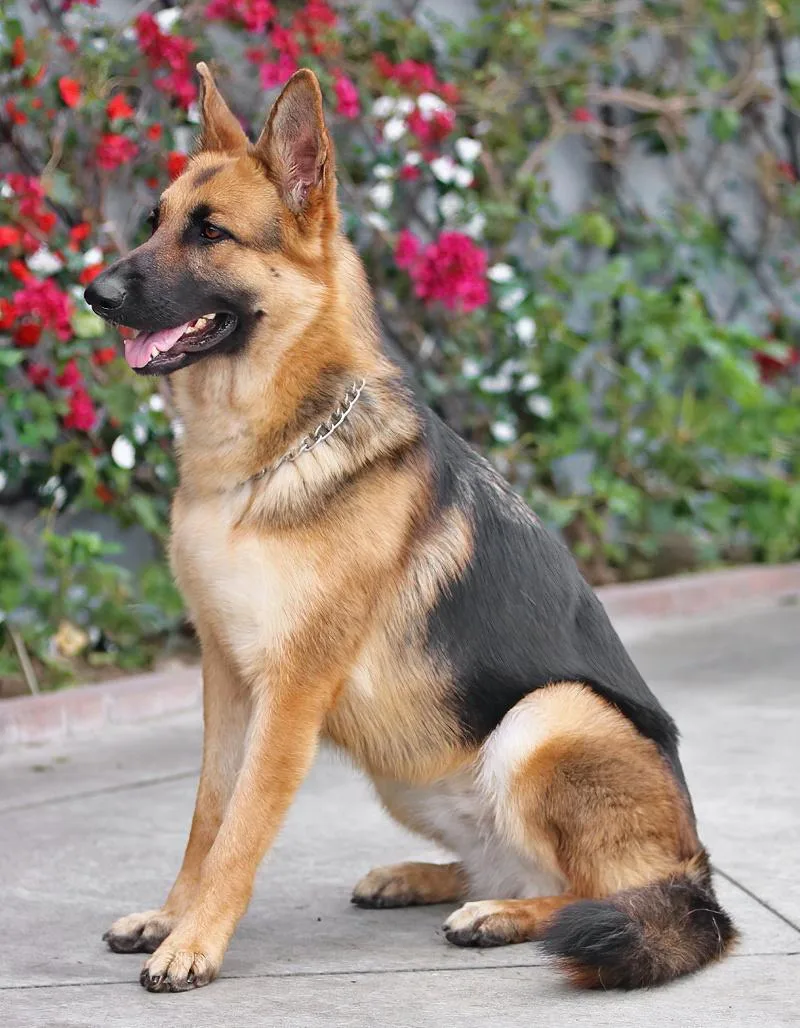 Saturn Von Selbitz thumbnail 4