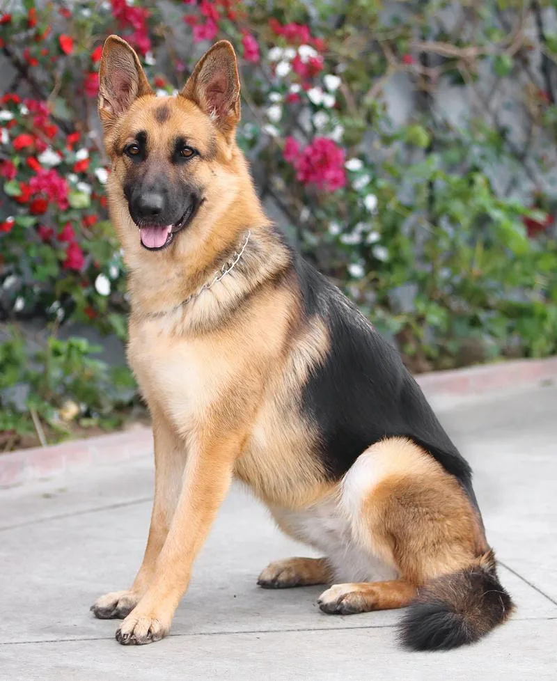 Saturn Von Selbitz thumbnail 6