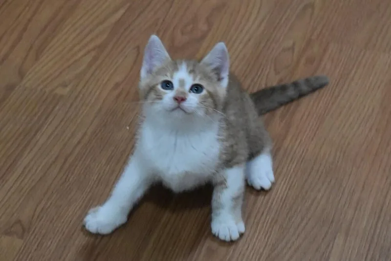 A baby small-sized male Orange & White Domestic Short Hair cat named Piglet for adoption in Anoka, MN